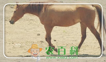 奔跑速度快的三河马是哪里的特产?大概多少钱可买到一匹?