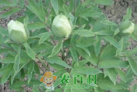 花中宰相“”芍药的养殖方法和注意事项有哪些?一般几月种植?什么时候开花?