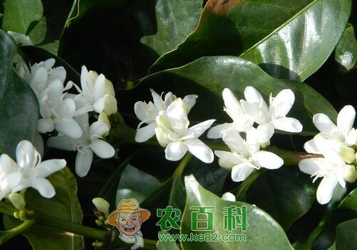 栀子花的花语是什么?栀子花花语大全,每一个都美到哭