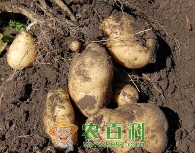 土豆价格预测2