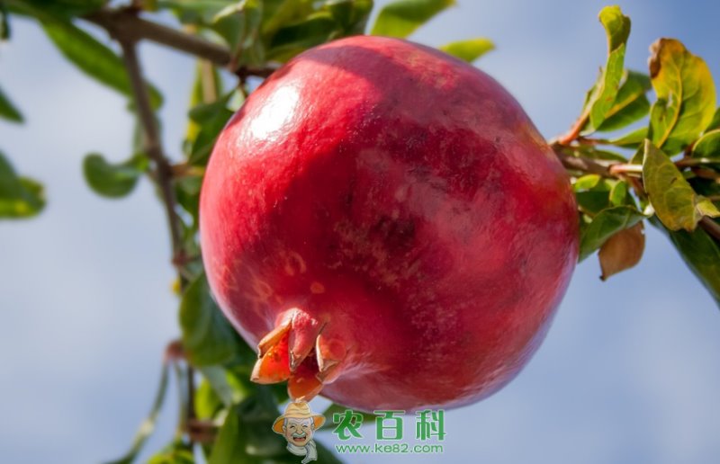 被称为“长寿树”的石榴树长什么样子?怎么种最好?几年才开花结果?