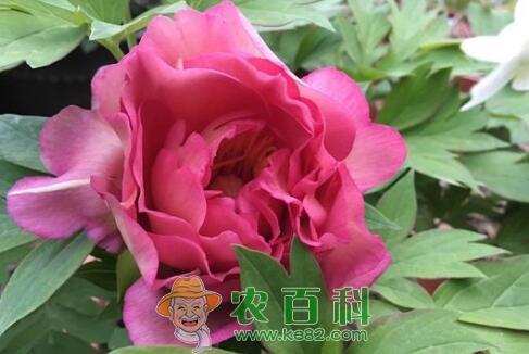 花中宰相“”芍药的养殖方法和注意事项有哪些?一般几月种植?什么时候开花?