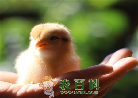 农村散养土鸡的成本和利润是多少?规模化散养成本有变化吗?