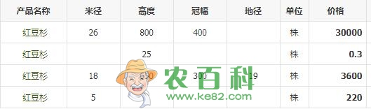 常绿乔木红豆杉的养殖方法和注意事项有哪些？树苗多少钱一棵？