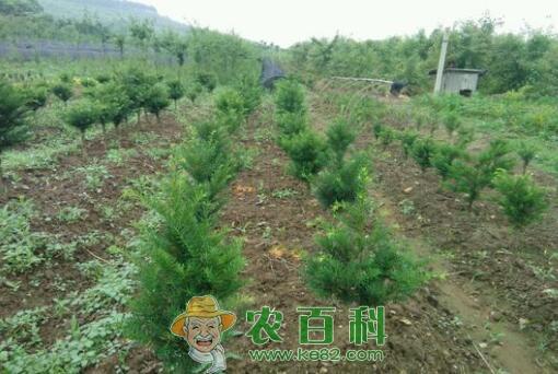 常绿乔木红豆杉的养殖方法和注意事项有哪些？树苗多少钱一棵？