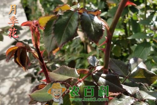 “蔷薇科”月季花有哪些功效与作用?和玫瑰花的区别是什么?