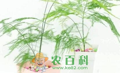 百合科“文竹”开花有什么兆头？施什么肥好？怎么施？它有什么寓意？