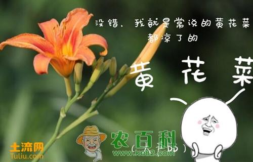“健脑菜”黄花菜的14大功效与作用大全，新鲜的黄花菜真的有毒吗？这样吃一点毒都没有！