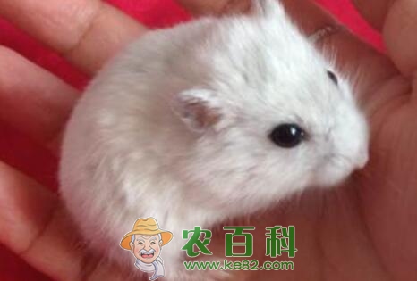 小型宠物银狐仓鼠怎么养？多少钱一只？能长多大？寿命多久？