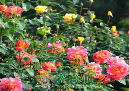 “花中皇后”月季不开花的原因有哪些?如何处理?什么时候扦插最好?附扦插方法