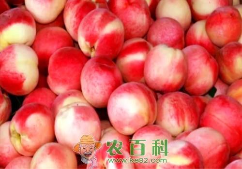 必知！晚蜜桃的5大高效栽培技术要点