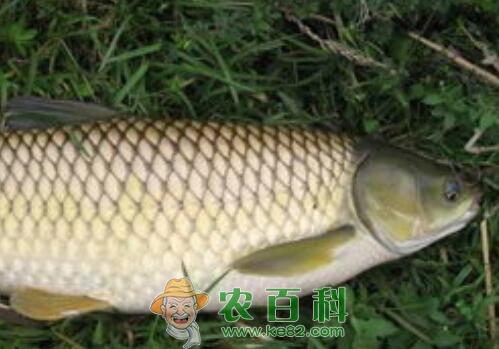 什么是淡水鱼？常吃的有哪些？养殖要多少成本？合理密度是多少？附鱼卵孵化管理技术
