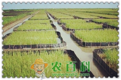 黄鳝苗一般多少钱一斤?怎么养才能长的又快又好?
