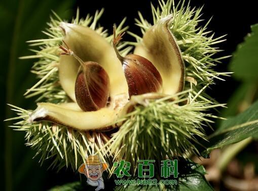 邢台县百年大栗树低产原因及其应对措施