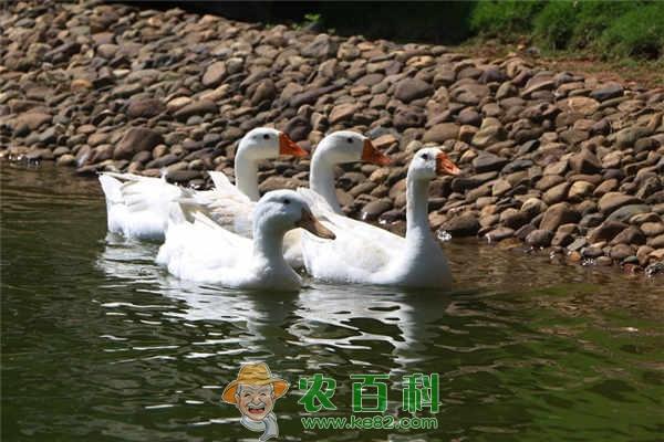 肥肝鹅怎么养殖?选择什么品种和饲料比较好?