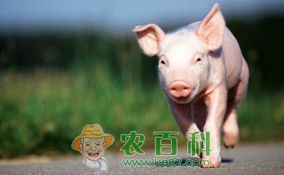 养猪大户农村致富路上手挽手