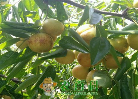 “雁来红”冬枣吃多了会怎么样？食用禁忌有哪些？什么时候上市？