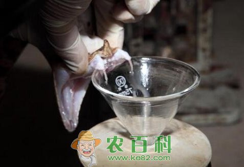 蛇毒价格多少一克？蛇毒的功效与作用是什么？蛇毒可以直接喝吗？