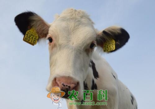 一般母牛一生能下几胎牛犊？影响母牛年产犊率的主要因素有哪些？