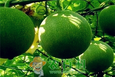 注意啦！四月份种植这些中药材有很大几率能够发财！