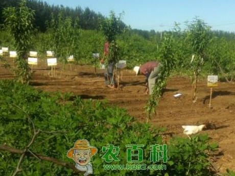 湘潭市：发展家庭农场542家