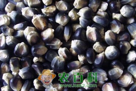 黑玉米多少钱一斤?价格为什么贵?黑玉米种植利润大吗?