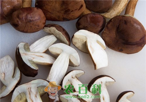 香菇(花蕈)冬季如何栽培管理?技术要点有哪些?如何采收分级?