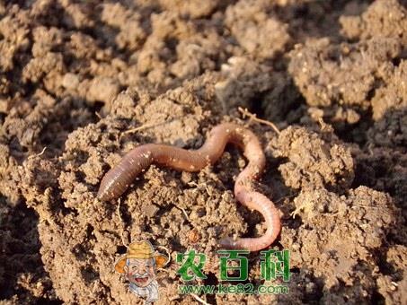 无脊柱动物蚯蚓吃什么长大的？用什么土养好？市场价多少钱一斤？养殖前景如何？怎么养？