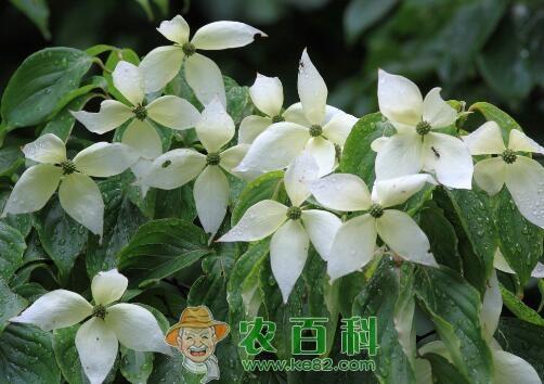 栀子花的花语是什么?栀子花花语大全,每一个都美到哭