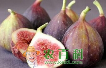 江西气候适合种植什么水果树?