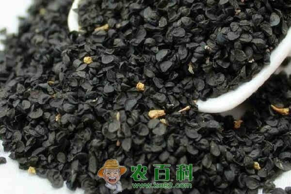 补肾壮阳植物韭菜籽泡水喝有什么好处?可以直接生吃吗?一次放多少合适?
