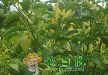 邢台县百年大栗树低产原因及其应对措施