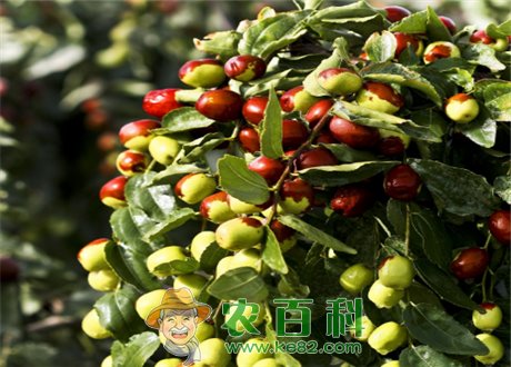 “雁来红”冬枣吃多了会怎么样？食用禁忌有哪些？什么时候上市？