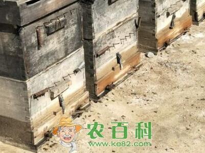 云南保山蜂民，靠马蜂养殖养出千万财富！