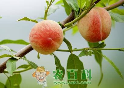 江西气候适合种植什么水果树?