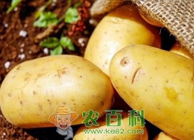 土豆、 绿豆、花生、青贮玉米价格预测