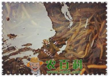黄鳝苗一般多少钱一斤?怎么养才能长的又快又好?