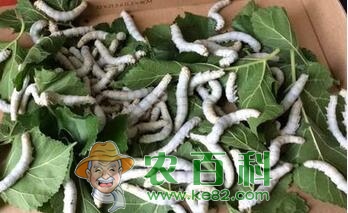 家里养的小蚕宝宝除了吃桑叶还吃什么叶子作为食物?