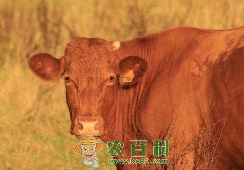 一般母牛一生能下几胎牛犊？影响母牛年产犊率的主要因素有哪些？