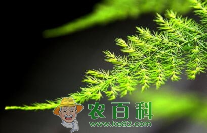 百合科“文竹”开花有什么兆头？施什么肥好？怎么施？它有什么寓意？