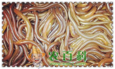 黄鳝苗一般多少钱一斤?怎么养才能长的又快又好?