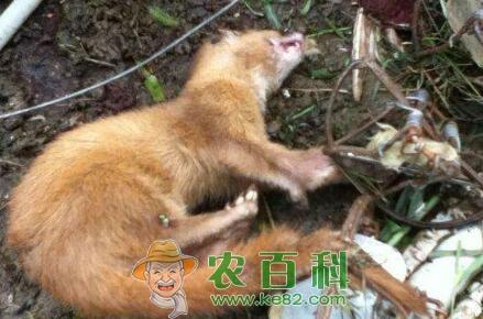 为什么黄鼠狼怕鹅?有科学依据吗?