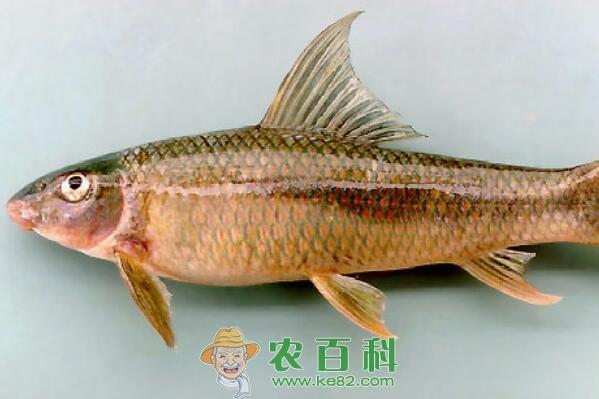 无鳞鱼湄公鱼是海鱼吗？价格通常多少钱一斤？刺多吗？怎么做好吃？