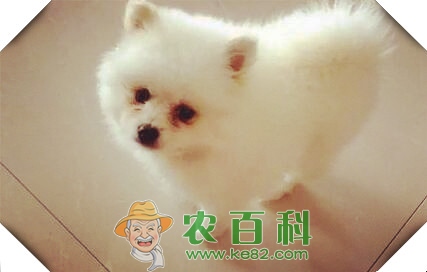 家庭适合饲养什么品种的宠物犬？