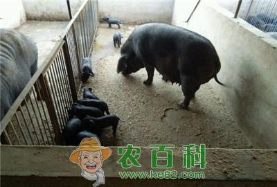 怎么养好母猪?养殖30头母猪成本与利润分析