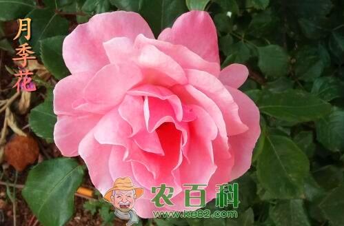 “蔷薇科”月季花有哪些功效与作用?和玫瑰花的区别是什么?