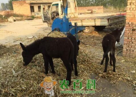 2019到2019驴肉价格预计是多少?多少钱可买到一头幼仔?