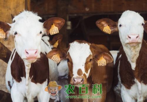 一般母牛一生能下几胎牛犊？影响母牛年产犊率的主要因素有哪些？