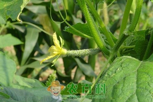 平民蔬菜黄瓜花可以吃吗?有什么功效和作用?怎么吃?怎么区分雌雄?