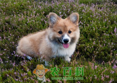 “小型护卫犬”柯基好养吗？多少钱一只？为什么要断尾？
